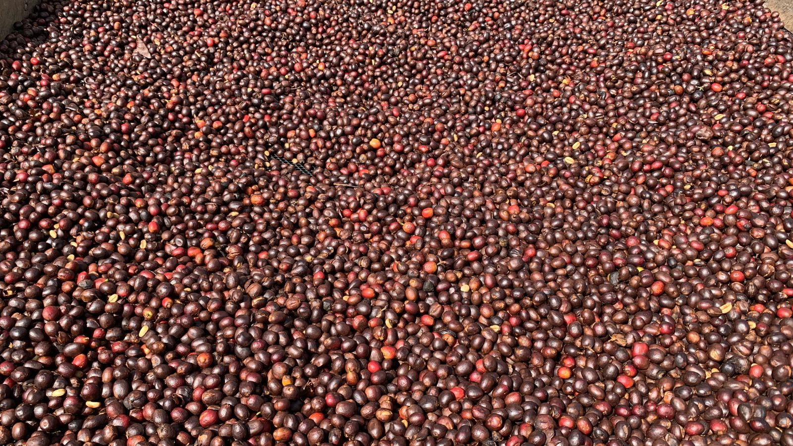 Cherry red coffee beans