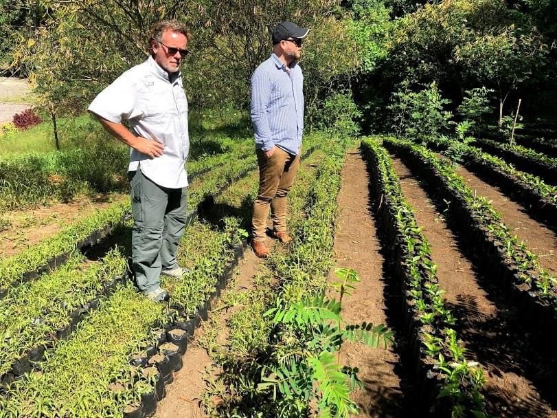 Inspecting young coffee plants