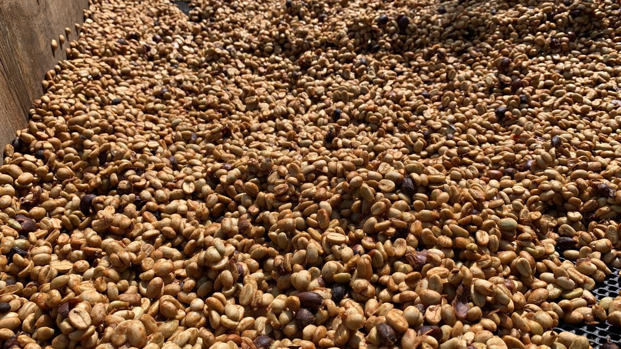 Closeup of washed beans