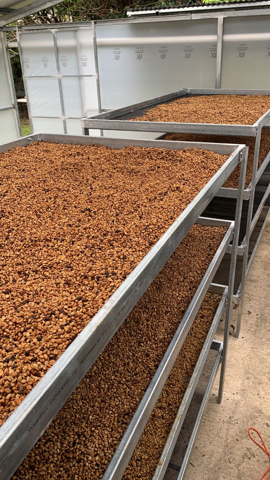 Beans drying on racks